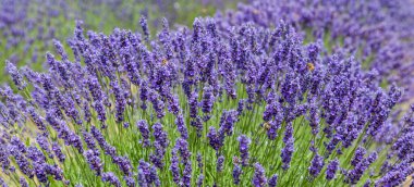 Lavanta çiçekleri ve arılar yakın plan