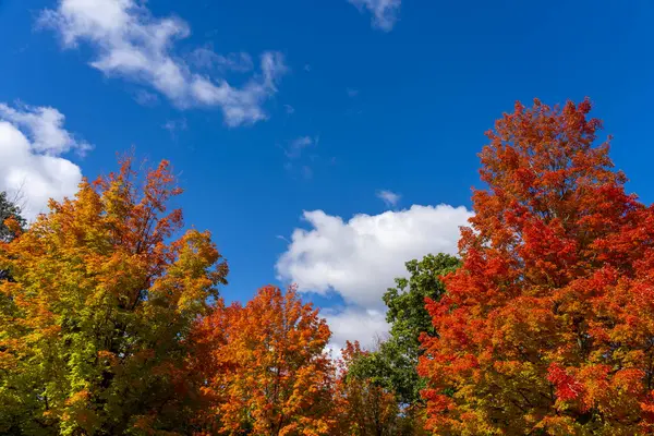 Πολύχρωμα Δέντρα Σφενδάμου Του Φθινοπώρου Φόντο Τον Γαλάζιο Ουρανό Και — Φωτογραφία Αρχείου