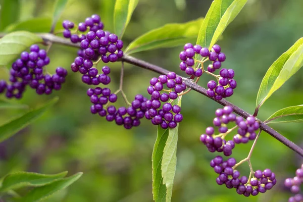 Purple Beautyberry Callicarpa Dichotoma Fruits Purple Beautyberry Early Amethyst Species — Stock Photo, Image