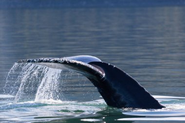 Kambur Balina (Megaptera novaeangliae) dalış-5, Juneau, Alaska 
