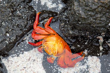 Sally lightfoot Yengeç siyah lav kaya, Galapagos Adaları, Ekvador