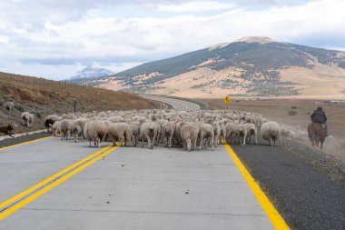 Patagonya, Şili - 6 Şubat 2023: At sırtında bir çoban koyun sürüsünü Patagonya, Şili 'deki Atacama Çölü' nü geçen yoldaki çiftliğe geri götürüyor.
