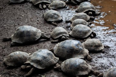 Darwin İstasyonu, Galapagos Adaları, Ekvador 'daki dev kaplumbağalar.