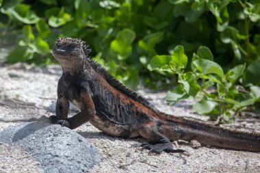 Galapagos Adaları, Ekvador 'daki İguana