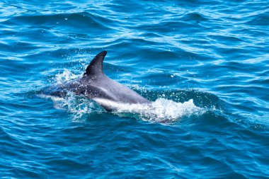 A Dusky dolphin (Lagenorhynchus obscurus) surfacing in the blue water, Valdes Peninsula, Argentina. The dusky dolphin is a dolphin found in coastal waters in the Southern Hemisphere. clipart