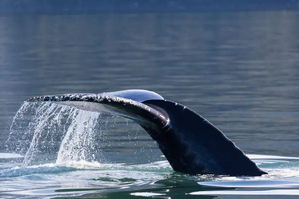 Humbak Wieloryb Megaptera Novaeangliae Nurkowanie Juneau Alaska — Zdjęcie stockowe