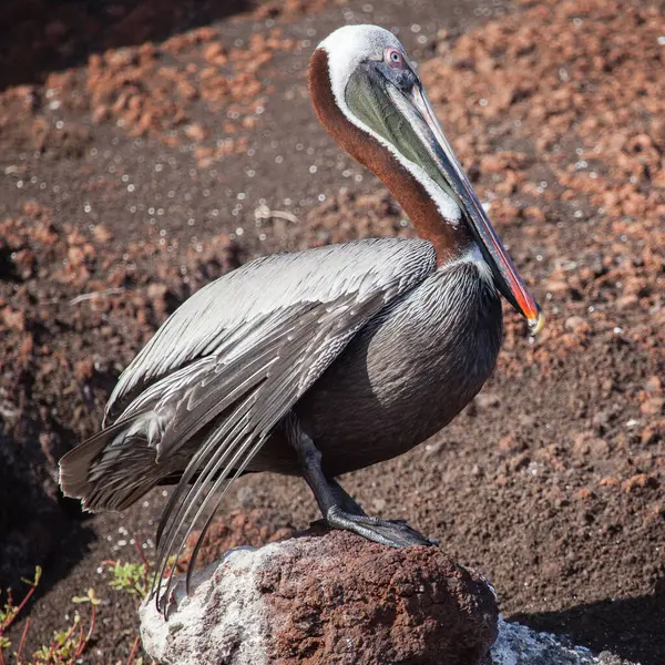 Brown Pelican Pelecanus Occidentalis Beach Galapagos Islands Ecuador Pacific South — Stock Photo, Image