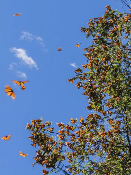 帝王蝶在蓝色天空背景下 墨西哥米却肯的树枝上 — 图库照片
