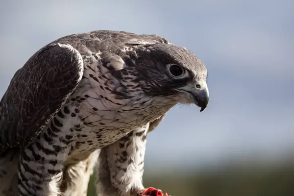 Gyrfalk Falco Rusticolus Alaska — Stockfoto