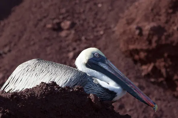 Brown Pelican Pelecanus Occidentalis Beach Galapagos Islands Ecuador Pacific South — Stock Photo, Image