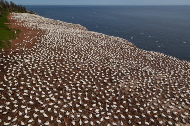 Perce yakınlarındaki Bonaventure Adası'ndaki Kuzey gannet kolonisi, Gaspe, Quebec, Kanada.