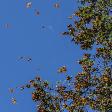 Monarch Kelebek ağacı dalı mavi gökyüzü arka planda, Michoacan, Meksika