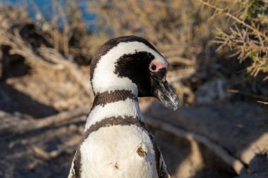 Closeup of a Magellanic Penguin at Punta Norte, Argentina. The Magellanic penguin (Spheniscus magellanicus ) is a South American penguin. clipart