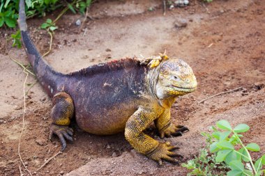 Galapagos iguana, galapagos Adaları, Ekvador arazi