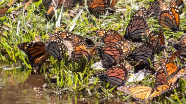 Monarch Butterflies drinking water in Michoacan, Mexico clipart