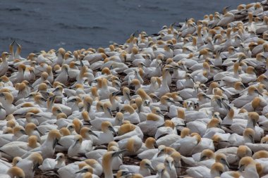 Perce, Quebec, Gaspe, Kanada yakınlarındaki Bonaventure Adası 'ndaki kuzey sümsük kuşları. Bonaventure Adası dünyanın en büyük sümsük kuşu kolonilerinden birine ev sahipliği yapar..