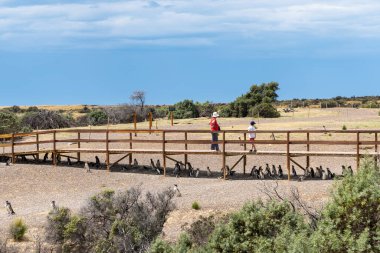 Punta Tombo Doğa Koruma Alanı 'ndaki sahil yolunda Magellanic penguenleriyle birlikte Arjantin' in Puerto Madryn kentinde 20 Ocak 2023 'te ziyaretçiler..