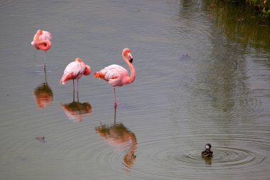 Isabela, Galapagos Adaları, Ekvador 'da Büyük Flamingolar suda (Phoenicopterus gülü)