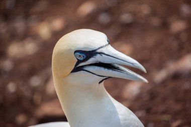 Perce yakınlarındaki Bonaventure Adası'nda Kuzey Gannet Başkanı, Gaspe, Quebec, Kanada.