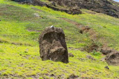 Paskalya Adası, Şili - 28 Şubat 2023: Moai, Şili 'nin Easter Adası' nda (Rapa Nui) Rano Raraku yamacına çıkar. Raraku genellikle Moai Fabrikası olarak bilinir..