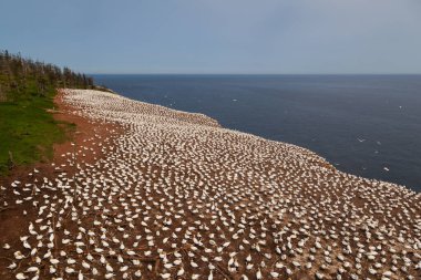 Perce yakınlarındaki Bonaventure Adası'ndaki Kuzey gannet kolonisi, Gaspe, Quebec, Kanada.