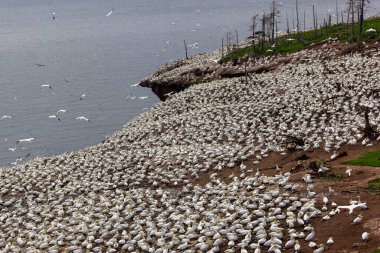 Perce yakınlarındaki Bonaventure Adası'ndaki Kuzey gannet kolonisi, Gaspe, Quebec, Kanada.