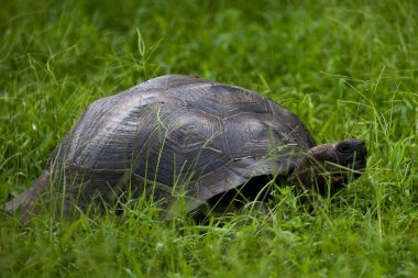 Sahildeki büyük kaplumbağa.