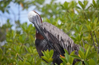 Galapagos Adaları, Ekvador 'da kahverengi bir pelikan (Pelecanus occidentalis)