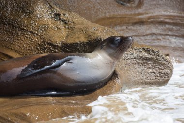 Sahilde bir deniz aslanı, Galapagos Adaları, Ekvador 