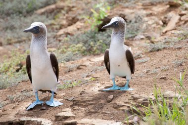 Galapagos Adaları, Ekvador, Pasifik, Güney Amerika 'da çiftleşme dansı yapan bir çift mavi ayaklı meme.