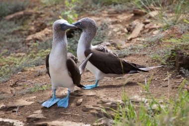 Galapagos Adaları, Ekvador, Pasifik, Güney Amerika 'da çiftleşme dansı yapan bir çift mavi ayaklı meme.