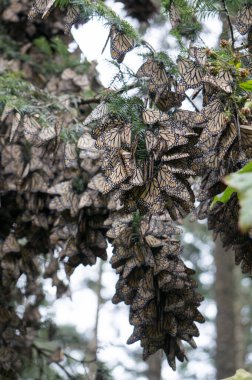 Monarch Butterflies in Michoacan, Mexico clipart
