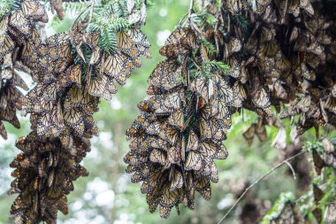 Monarch Butterflies in Michoacan, Mexico clipart