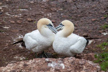 Perce, Quebec, Gaspe, Kanada yakınlarındaki Bonaventure Adası 'ndaki kuzey sümsük kuşları. Bonaventure Adası dünyanın en büyük sümsük kuşu kolonilerinden birine ev sahipliği yapar..