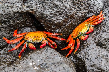 Sally hafif ayaklı yengeçler siyah lav kayaları üzerinde, Galapagos Adaları, Ekvador