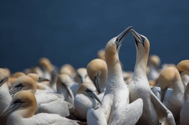 Perce, Quebec, Gaspe, Kanada yakınlarındaki Bonaventure Adası 'nda Kuzey Gannet (Morus bassanus)