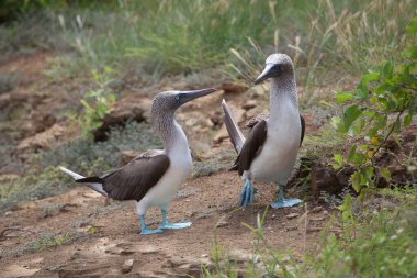 Galapagos Adaları, Ekvador, Pasifik, Güney Amerika 'da çiftleşme dansı yapan bir çift mavi ayaklı meme.