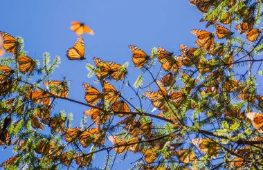 Monarch Kelebek ağacı dalı mavi gökyüzü arka planda, Michoacan, Meksika