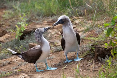Galapagos Adaları, Ekvador, Pasifik, Güney Amerika 'da çiftleşme dansı yapan bir çift mavi ayaklı meme.