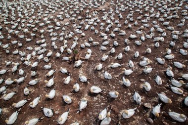 Perce yakınlarındaki Bonaventure Adası'ndaki Kuzey gannet kolonisi, Gaspe, Quebec, Kanada.