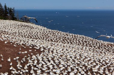 Perce yakınlarındaki Bonaventure Adası'ndaki Kuzey gannet kolonisi, Gaspe, Quebec, Kanada.