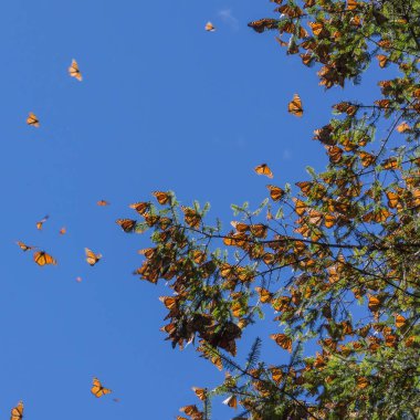 Monarch Kelebek ağacı dalı mavi gökyüzü arka planda, Michoacan, Meksika