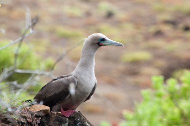 Red-Footed booby (Sula sula), Galapagos Islands, Ecuador clipart