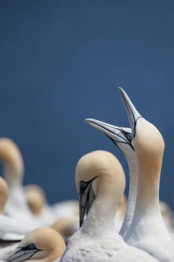 Perce, Quebec, Gaspe, Kanada yakınlarındaki Bonaventure Adası 'nda Kuzey Gannet (Morus bassanus)