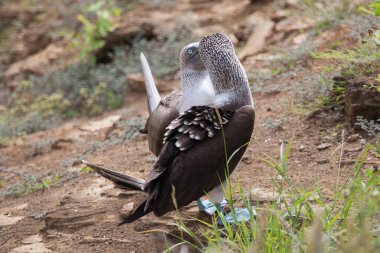 Galapagos Adaları, Ekvador, Pasifik, Güney Amerika 'da çiftleşme dansı yapan bir çift mavi ayaklı meme.