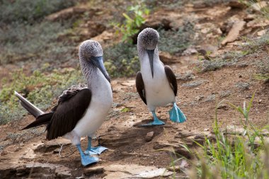 Galapagos Adaları, Ekvador, Pasifik, Güney Amerika 'da çiftleşme dansı yapan bir çift mavi ayaklı meme.