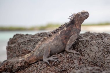 Deniz iguanası (Amblyrhynchus cristatus) Galapagos Adaları, Isabela Adası, Ekvador 'daki kayada