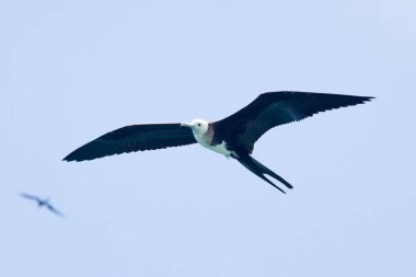 Mavi gökyüzünde uçan martı