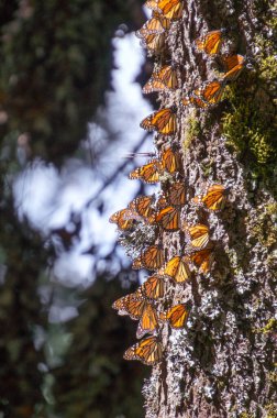 Monarch Butterflies on tree trunk at the Monarch Butterfly Biosphere Reserve in Michoacan, Mexico, a World Heritage Site. clipart