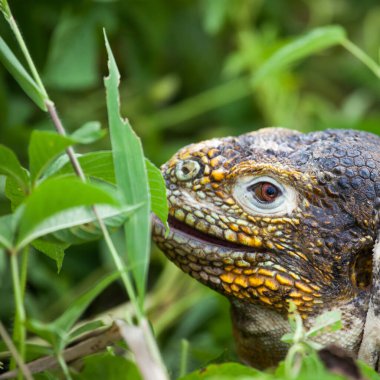 Galapagos yaprakları Galapagos Adaları, Ekvador, Pasifik, Güney Amerika, yemek iguana arazi